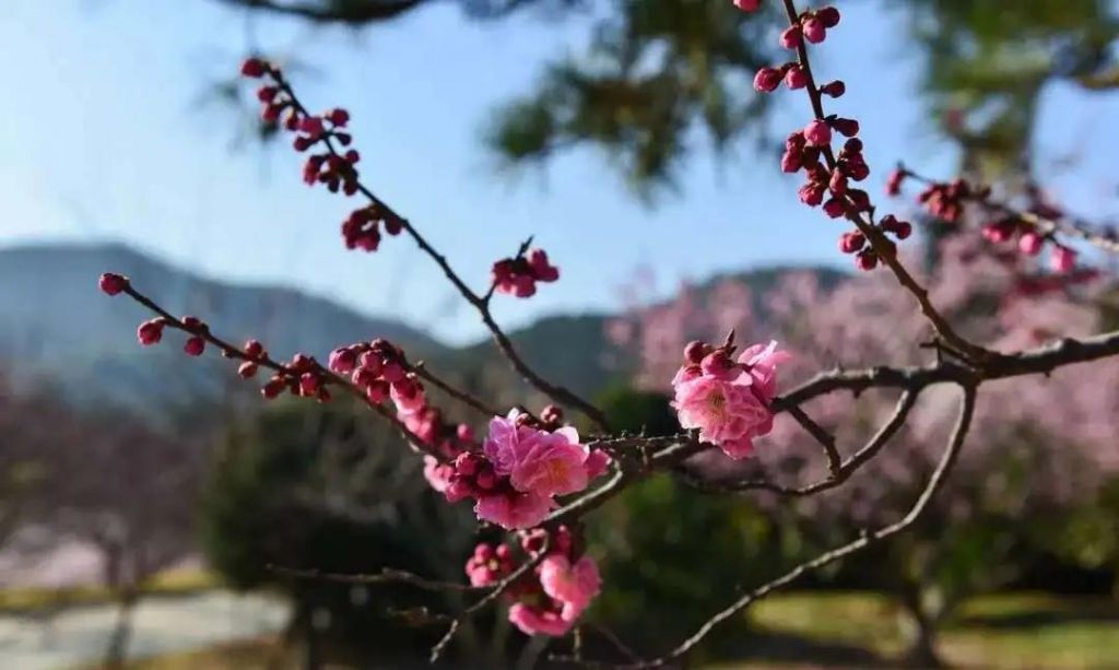 @所有人，青岛这些景区本周恢复开放！