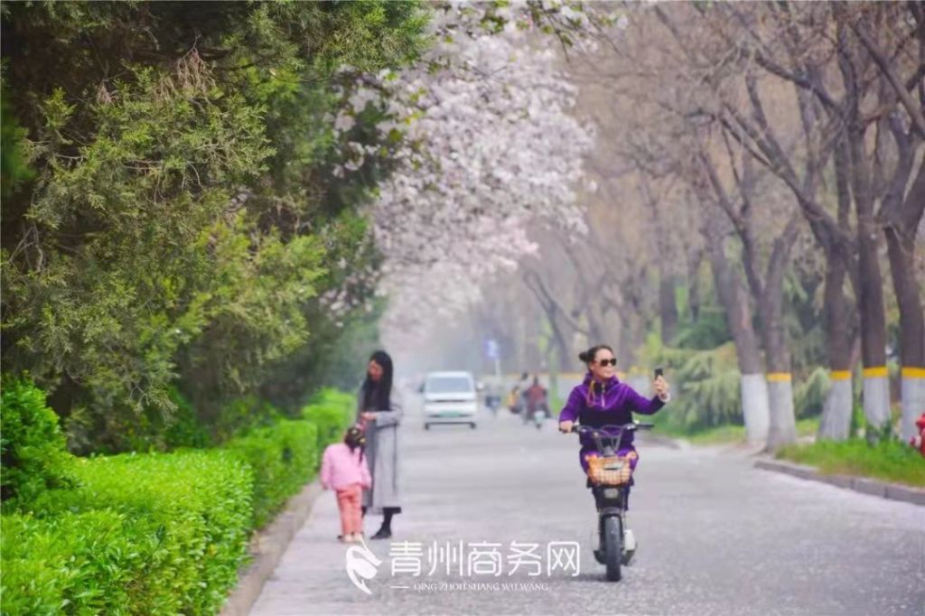 青州春日“花”路，你最中意哪一条？（上）