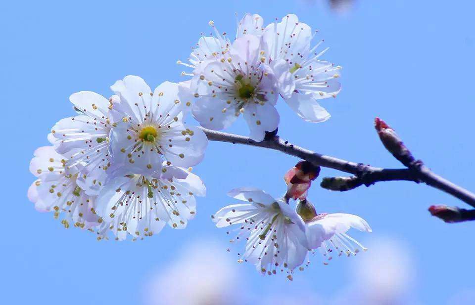 记忆里的青州樱桃花