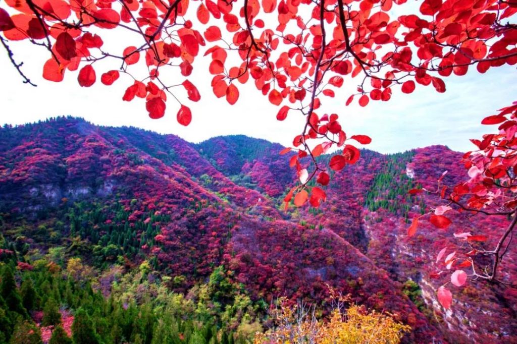 我是青州仰天山，我红了