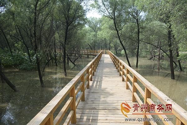 青州沼泽公园有水了,可以去玩一下