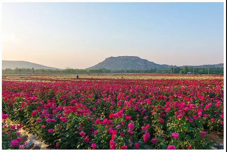 青州杏花村王府庄园