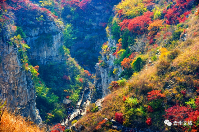 青州十景评选 | 泰和秋色，看不尽的五彩斑斓~