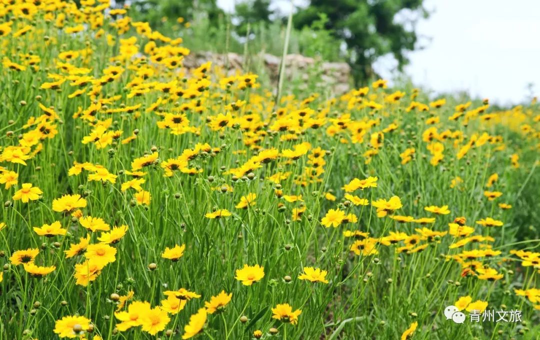 青州这片免费的“花海”可千万别错过~