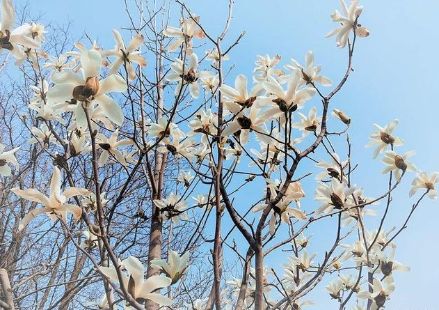 九龙峪的花，等风来，等你来