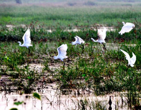 青州十景|鸟栖湿岸，白鹭野鸭聚弥河 漫步觅食两不误