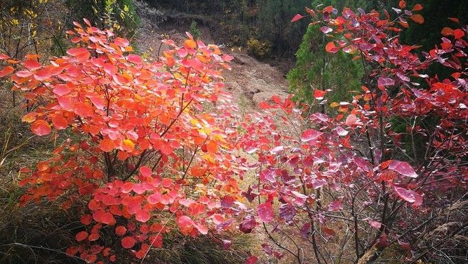 青州泰和山，红叶里的秋日私语
