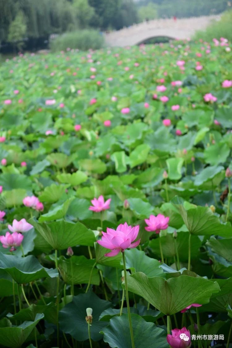 青州旅游