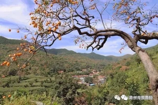青州柿子沟