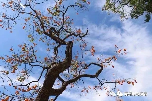 青州柿子沟