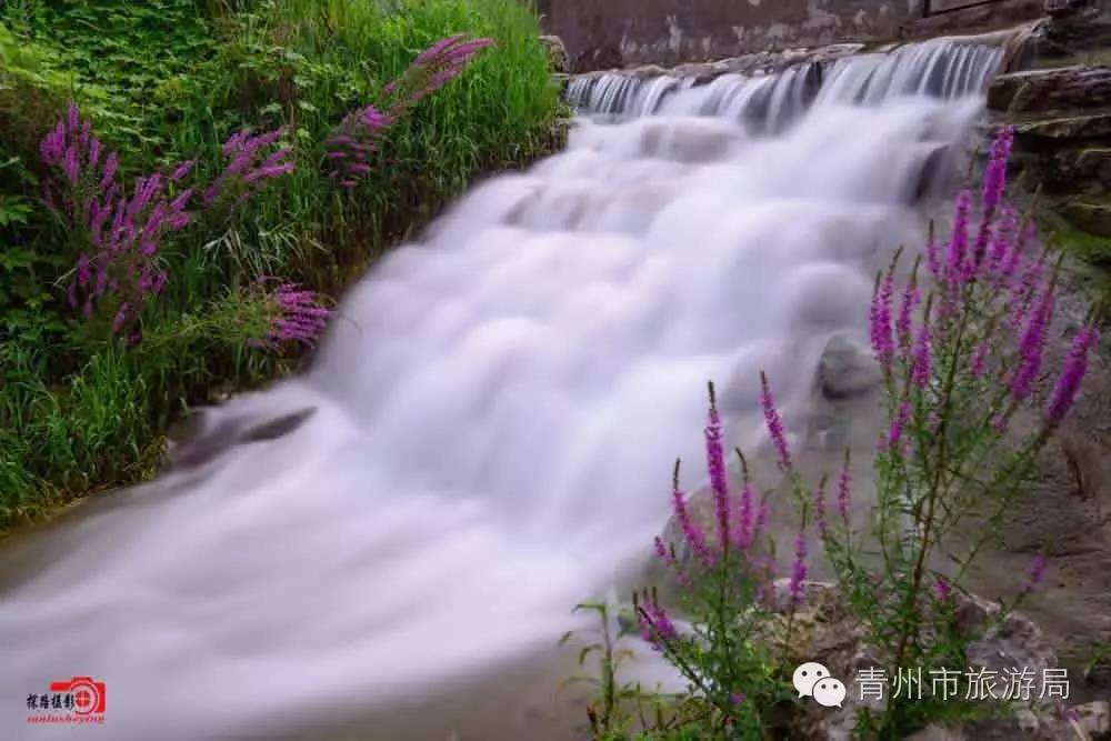 青州杨集