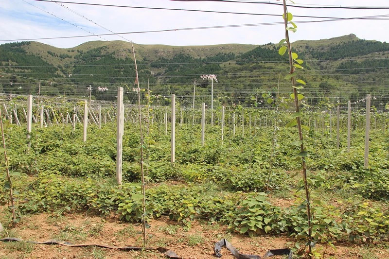 在清风峪采摘园了解灾后种植情况