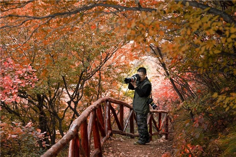 秋天圣峪口的红叶美景