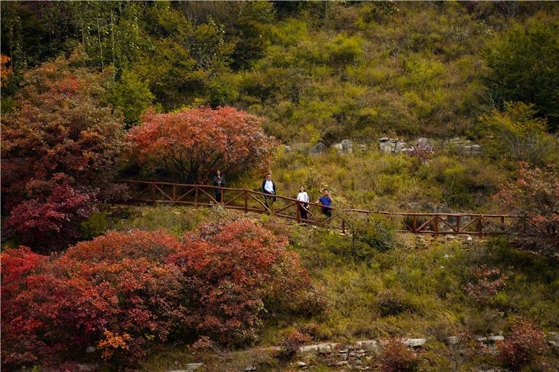 秋天圣峪口的红叶美景