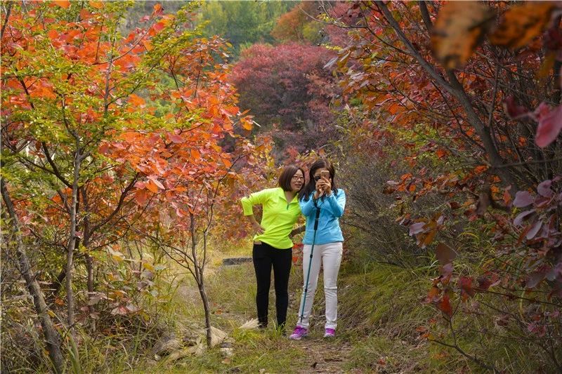 秋天圣峪口的红叶美景