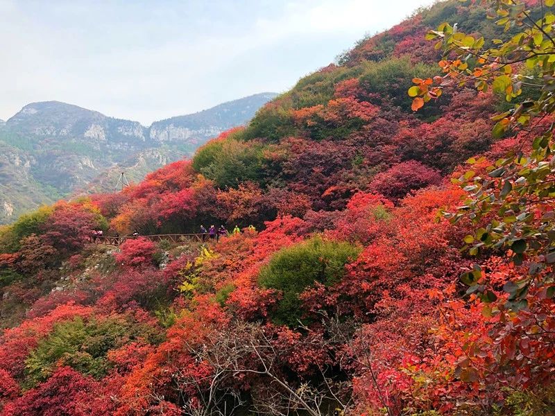 秋天圣峪口的红叶美景