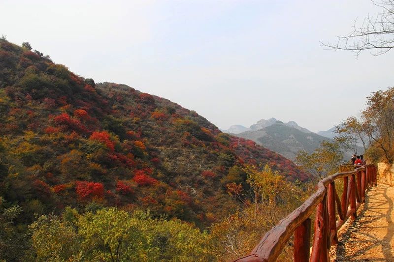 秋天圣峪口的红叶美景