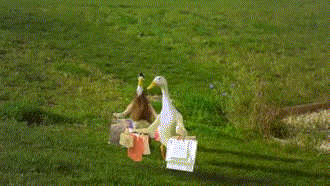 1542772647431565.gif 1.gif