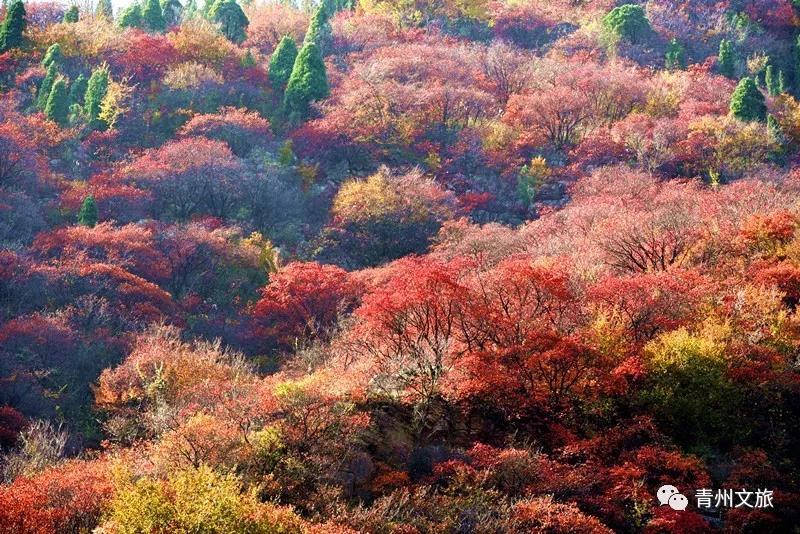 仰天山红叶.jpg