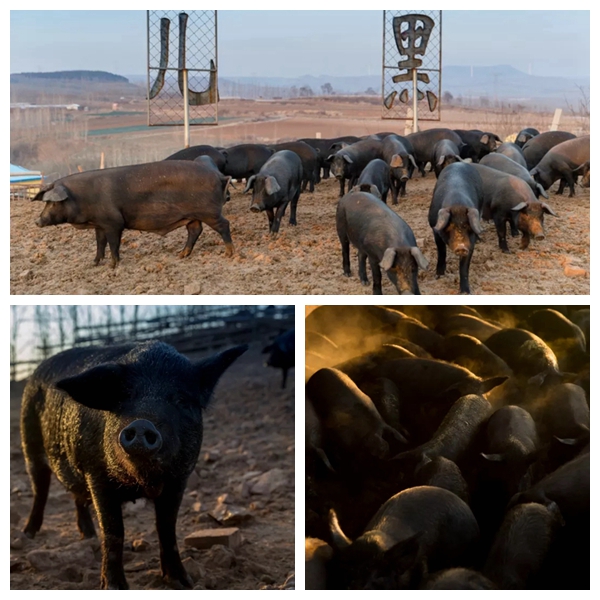 1579248146938437.jpg 640.webp (11)_副本.jpg