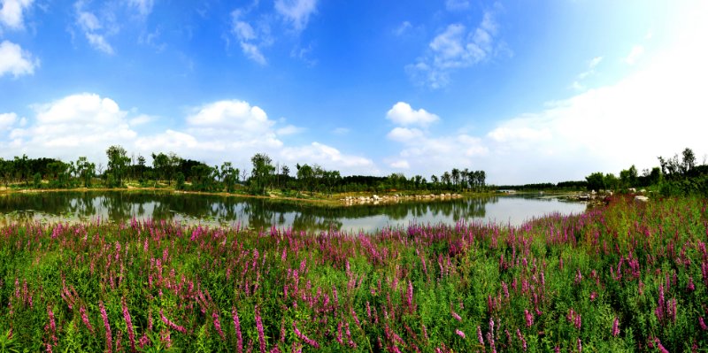 青州十景|花海湿地，看水花相映 花鸟成趣