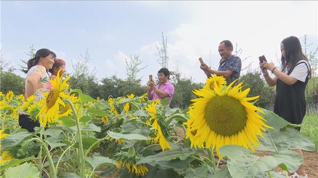 45秒丨潍坊青州市：万株向日葵绽放 花海醉游人