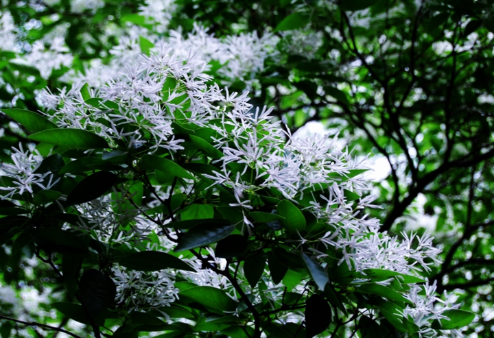 青州十景|雀山流苏，花开醉游人