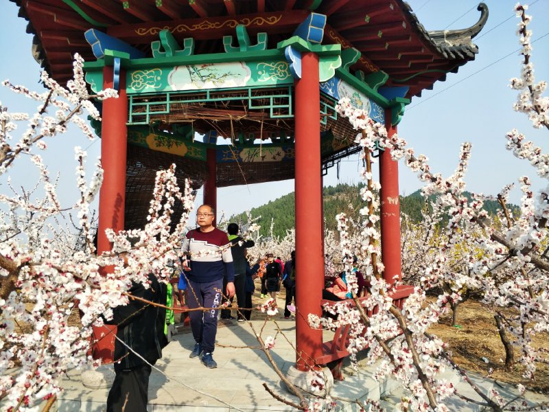 青州十景|山水梅园，花海观梅如梦仙境
