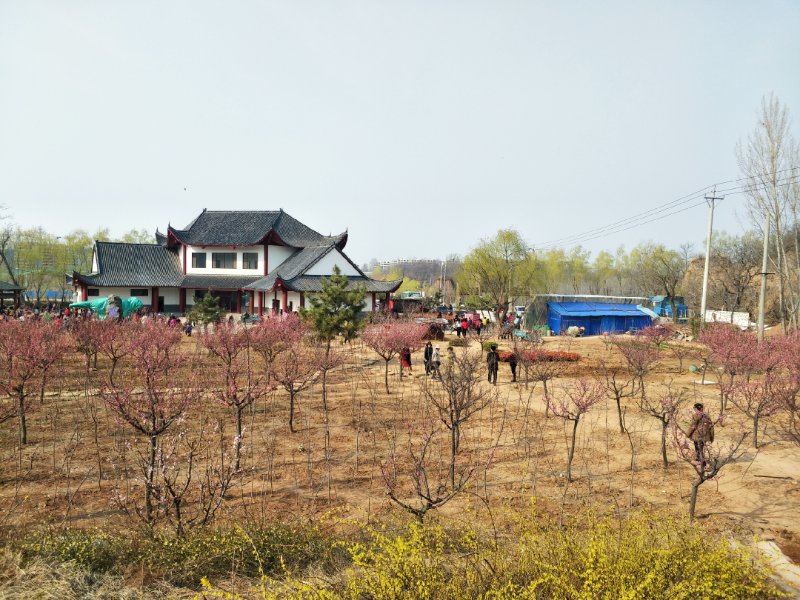 青州十景|山水梅园，花海观梅如梦仙境
