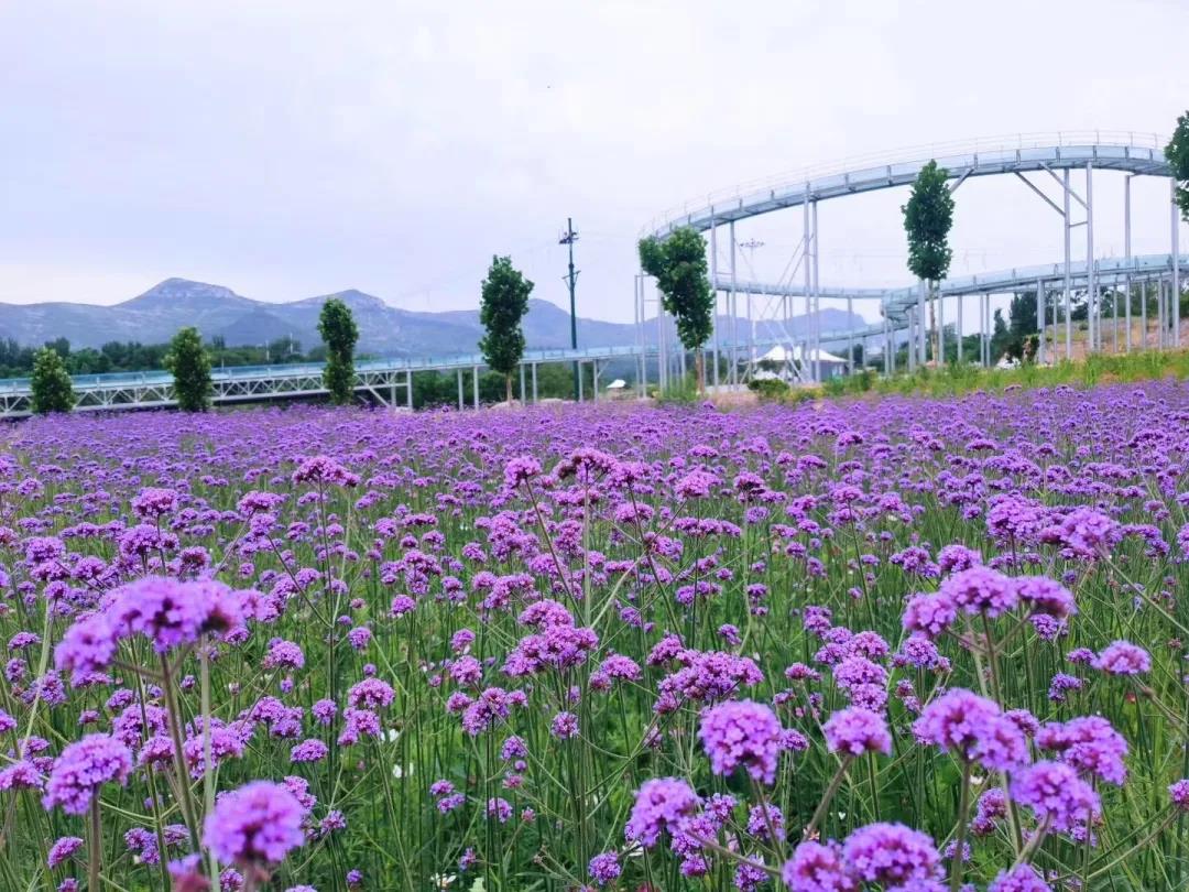 青州杏花村旅游度假村图片