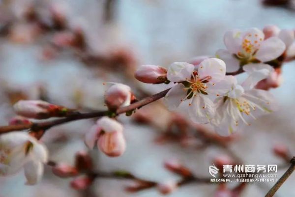 青州云门山桃花2.jpg