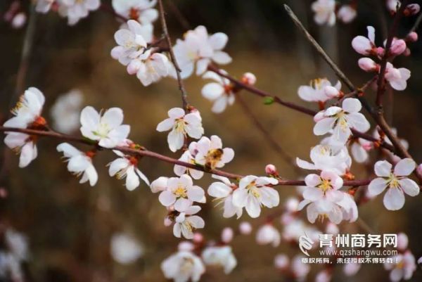 青州云门山桃花8.jpg