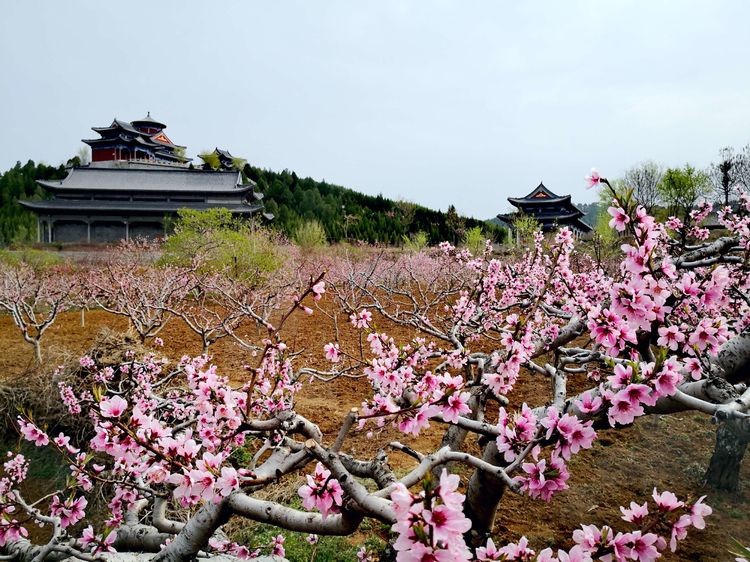 青州桃花谷