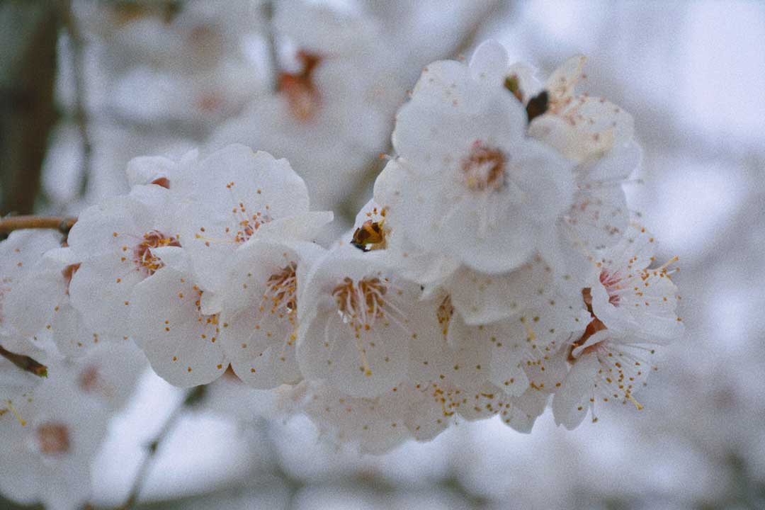 青州杏花