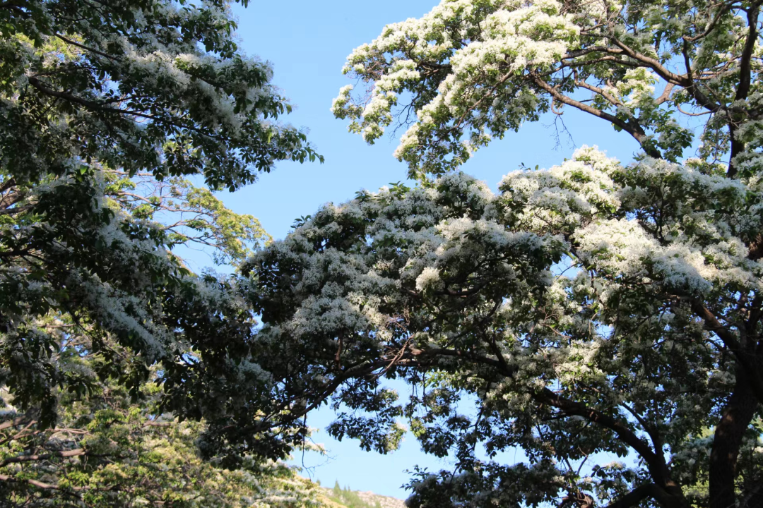 青州雀山流苏林