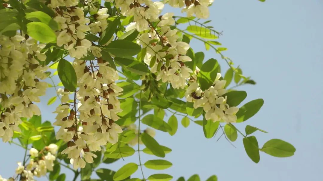 仰天山槐花林