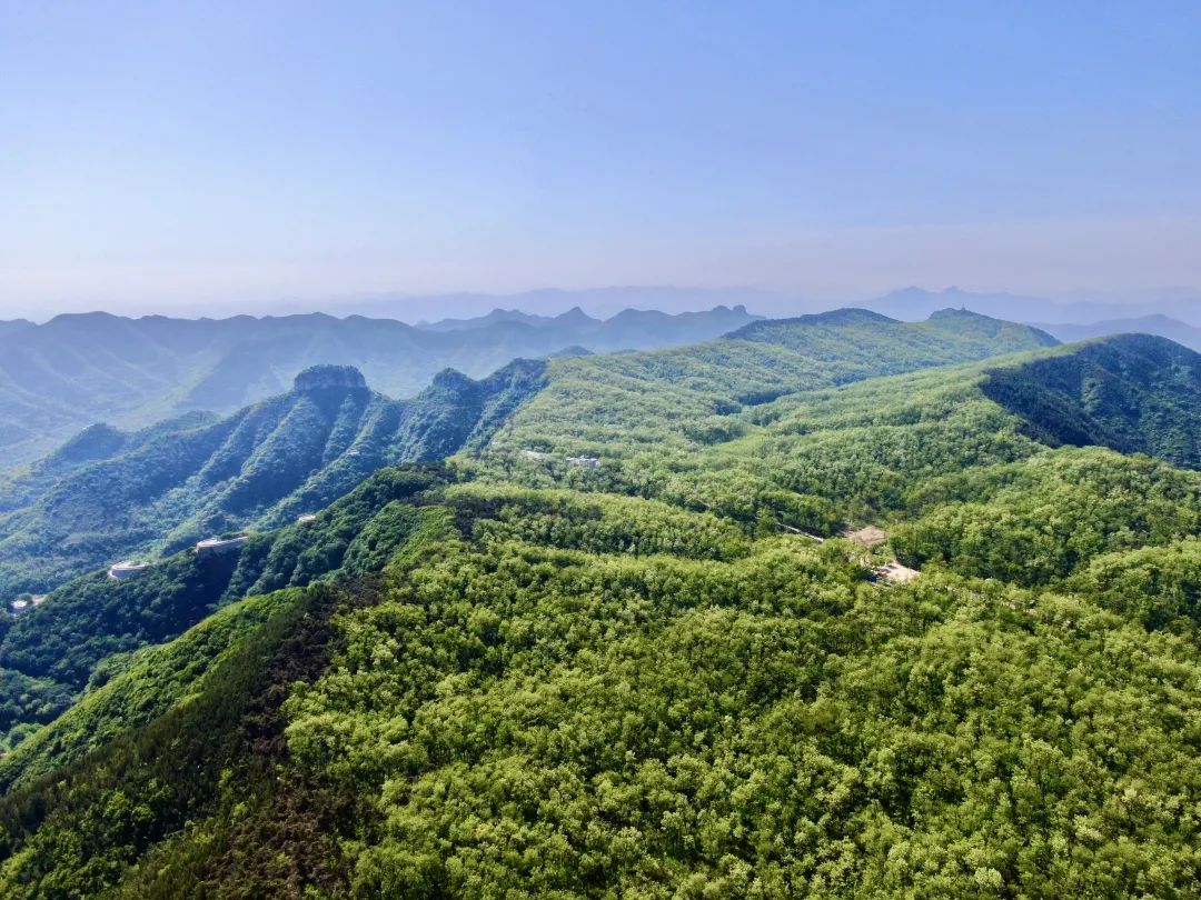 仰天山槐花林