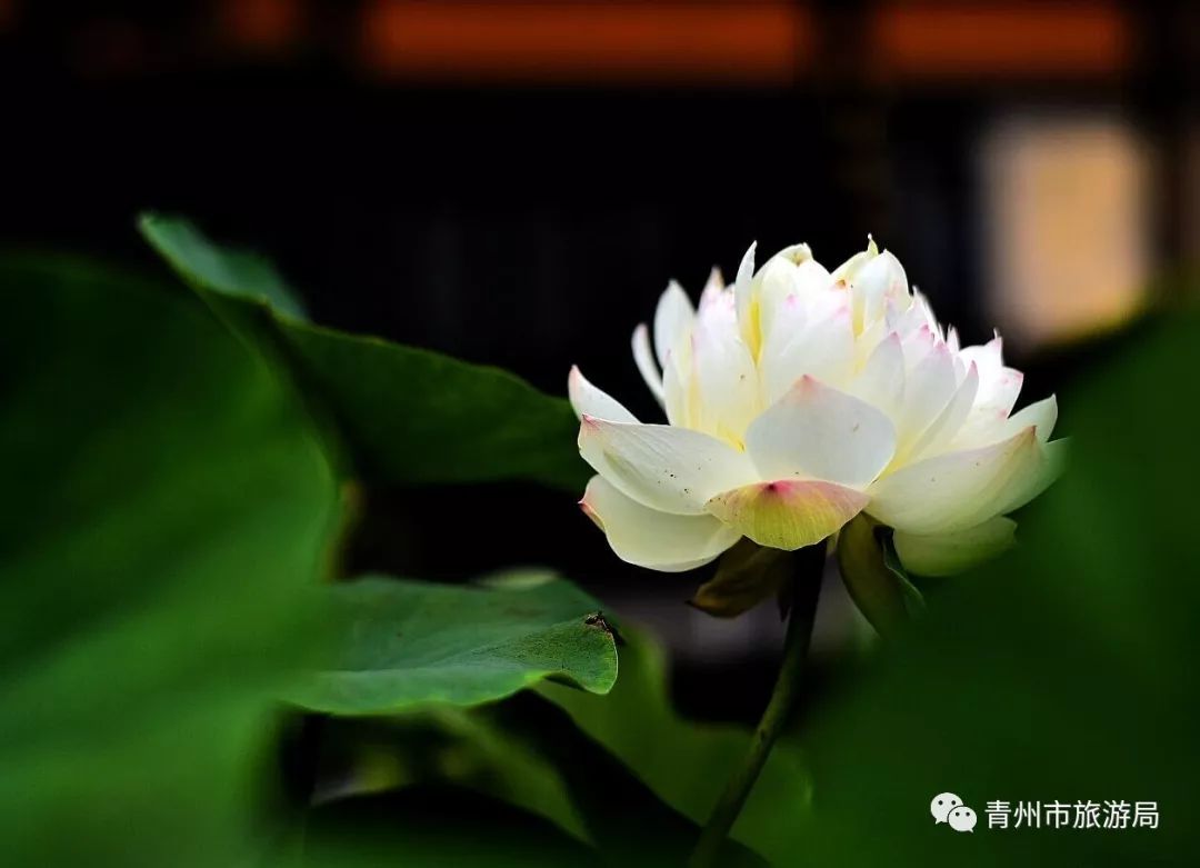 青州广福寺