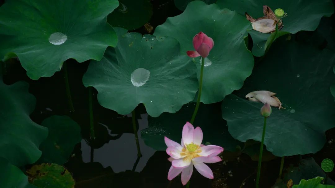 青州南阳河荷花