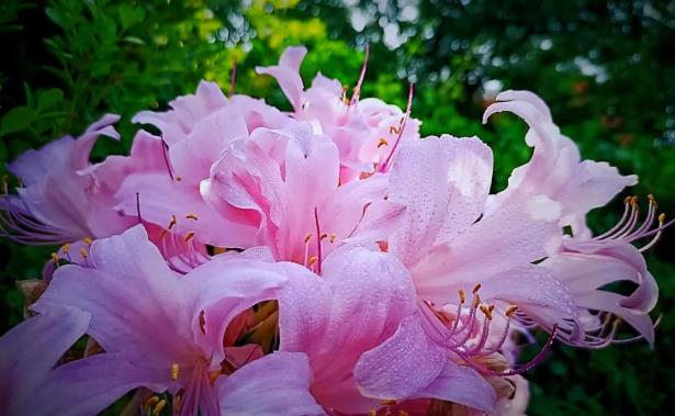 偶园石蒜花