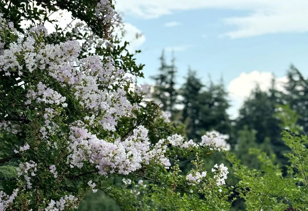 青州云门山风景区：夏光铺画卷 山径等君行